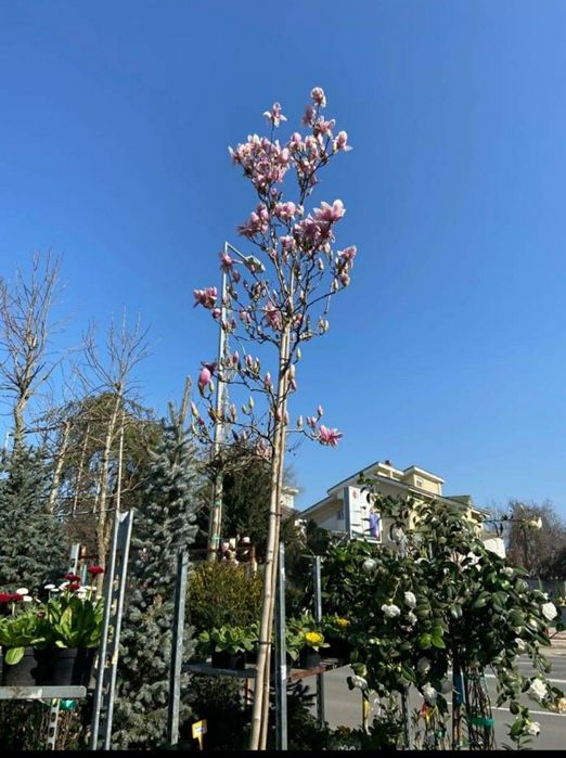 Gazon și plante ornamentale  Tuia Mesteacăn