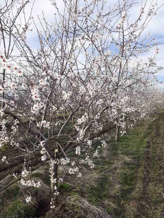 Продава се Земеделски имот в с. Слънчево, Област Варна -  кв.м за 3000 €/дка - Снимка #3