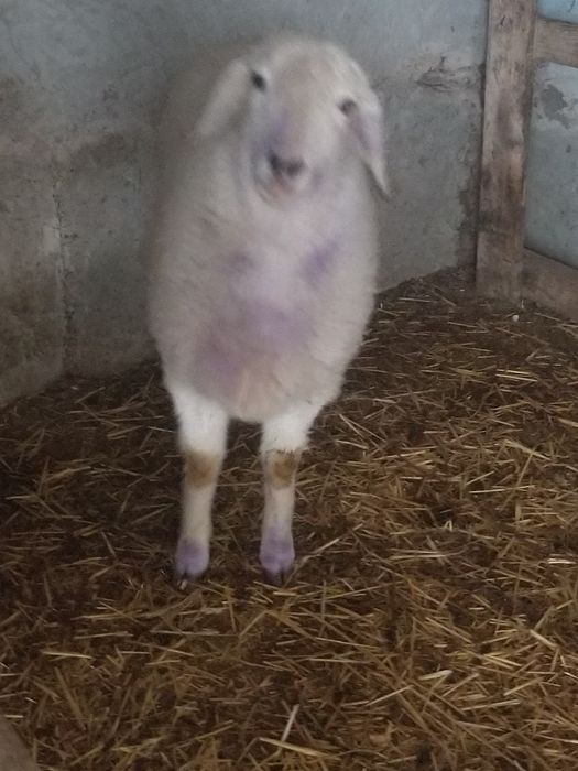 Гуножинлар ва койлар сотилади