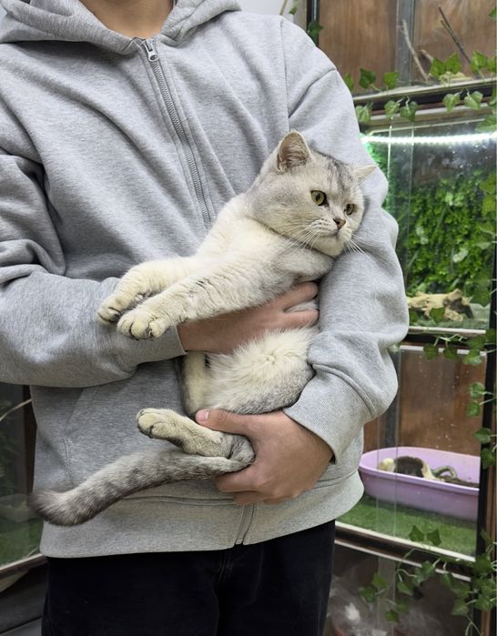 серебристая шиншила кот- вязка