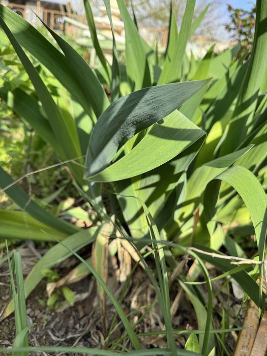 Продам саженцы Ириса.