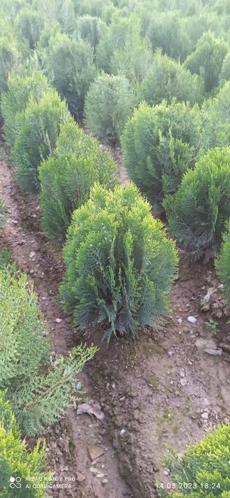 Туя кампак сотилади