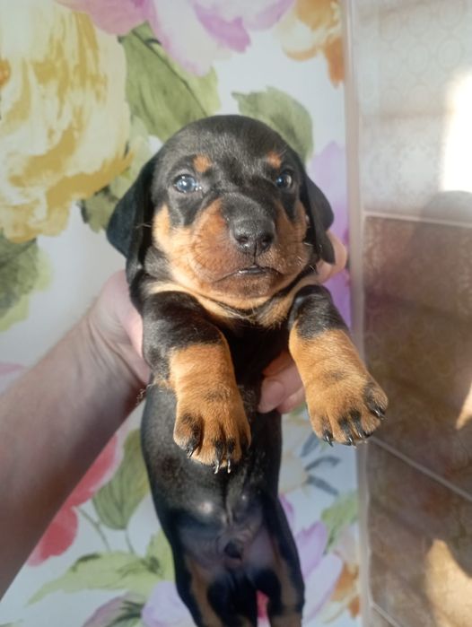 Продам щенков такс чистокровных.