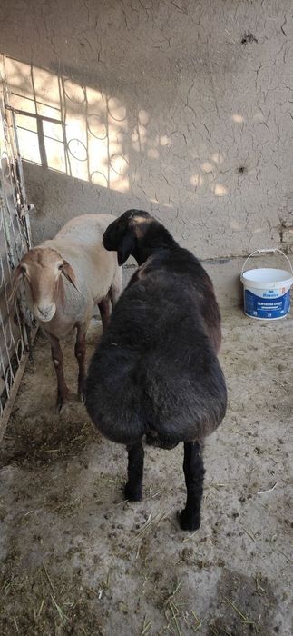 Кучкорлар курбонлик ва бошка маросимлар учун