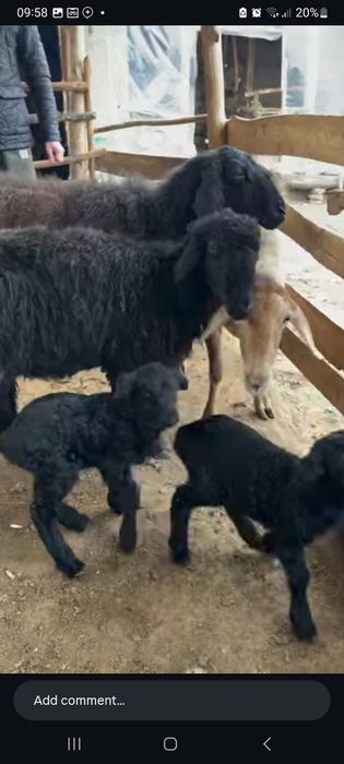 Qurbonlikka bogaman deganlar uchun qoylar sotiladi