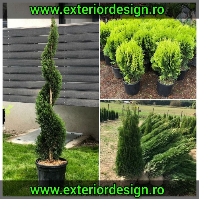 Plante ornamentale, spirale, pon pon, glob aurea/verde etc