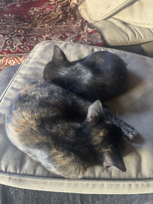 Отдам бесплатно котят