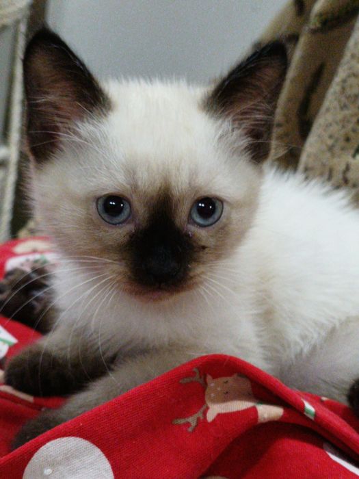 Котята тайцы-болинезы