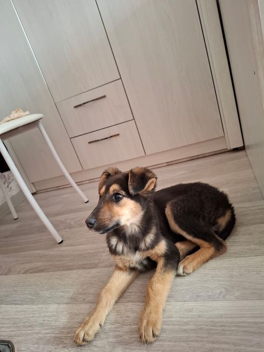 Отдам щенка в надежные руки