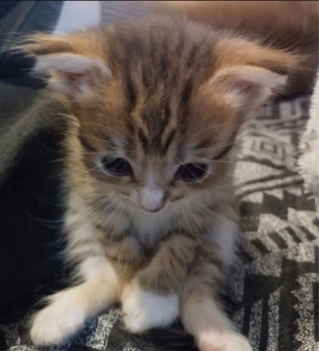 Отдам котенка в добрые руки