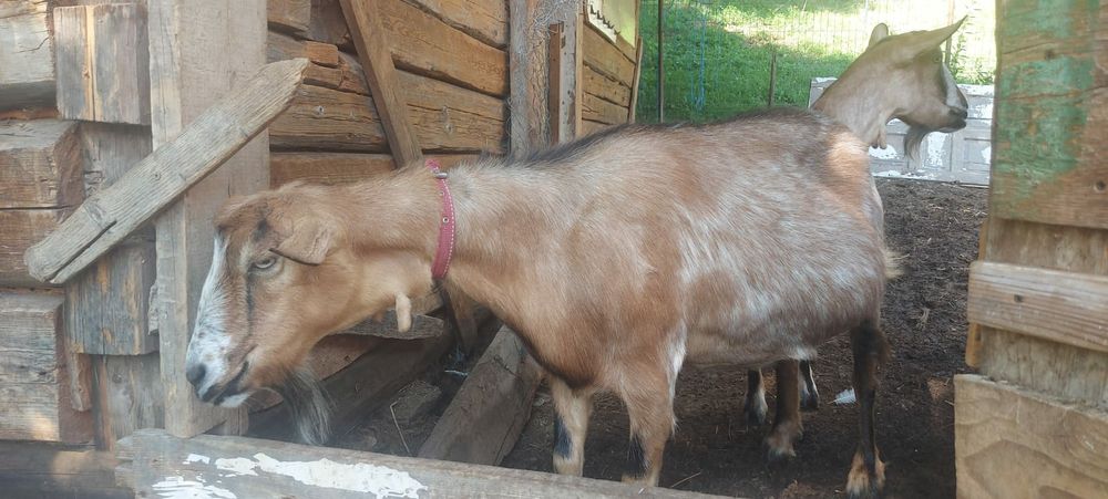 Capre de vanzare