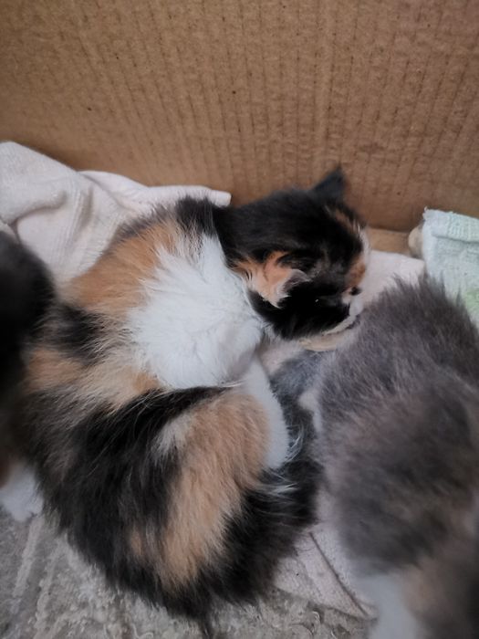 Бебета шарени Котенца