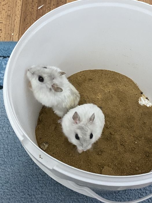 Продаются джунгарские хомяки!