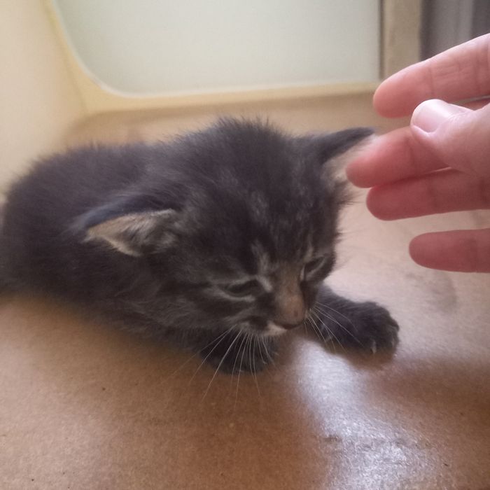 Вислоухий котёнок ещё месяц нету мальчик