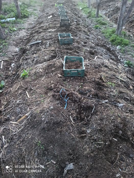 Биогомус ва чувалчанг