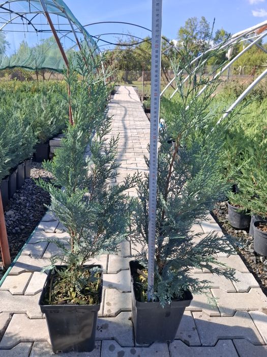 Producator vand Chiparos Lawsoniana