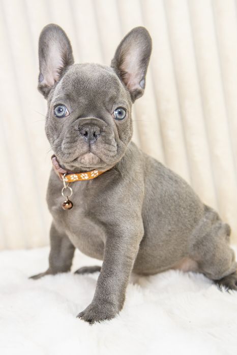 bulldog francez blue