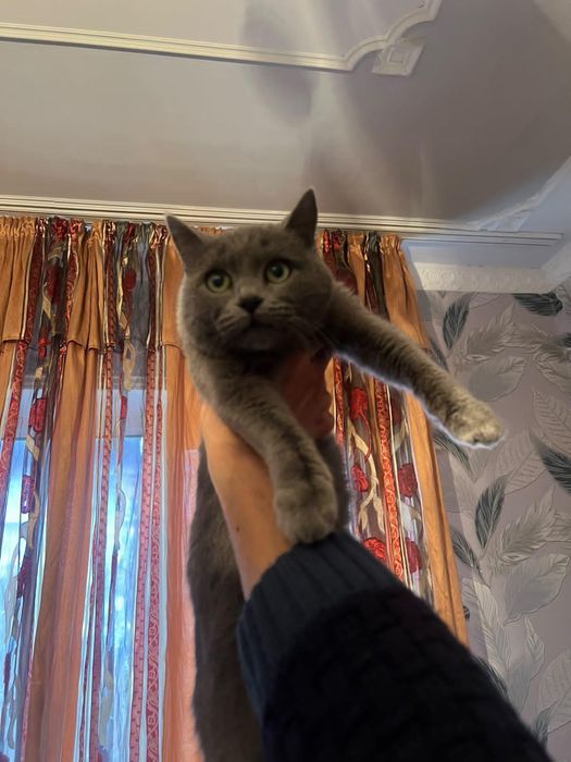 Mushuk zoti British Shorthair)