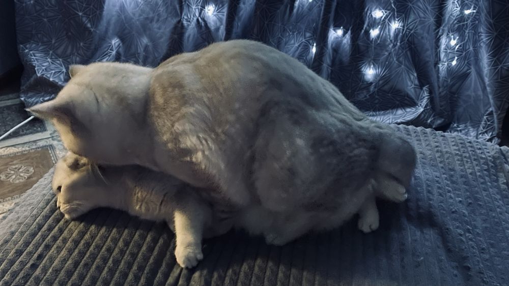 Кот на вязку шиншилла