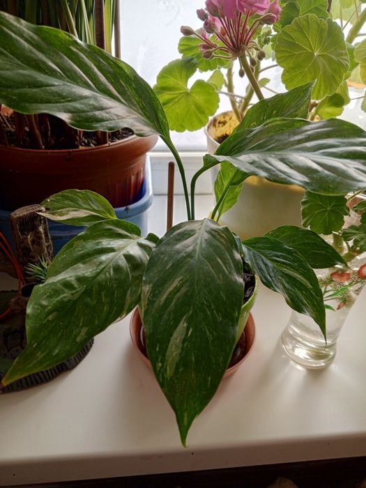 Комнатные растения