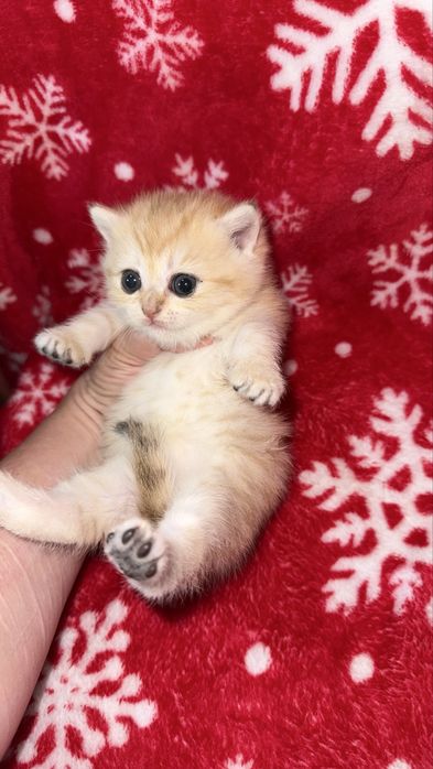 Котята чистокровные Шиншиллы апельсинки