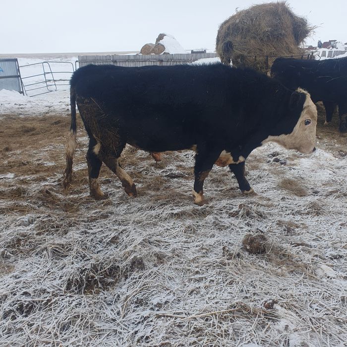 Продам быков живым весом