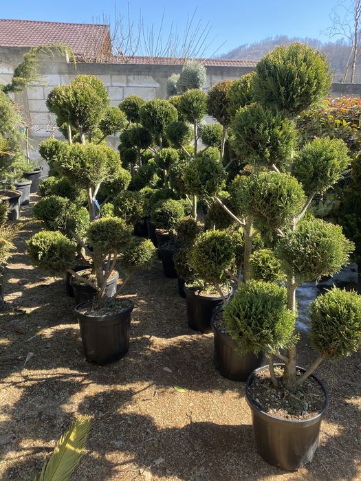 Pom pom,bonsai,spirală