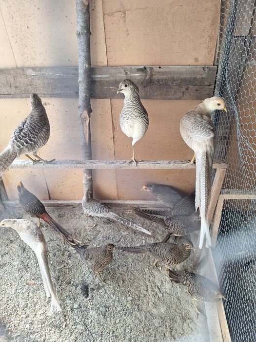 Fazani,pauni,rate salbatice,gaste lesesti,italiana potarnichie,etc