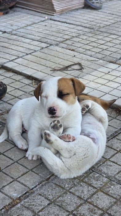 Две енергични мъжки Джак Ръселчета!