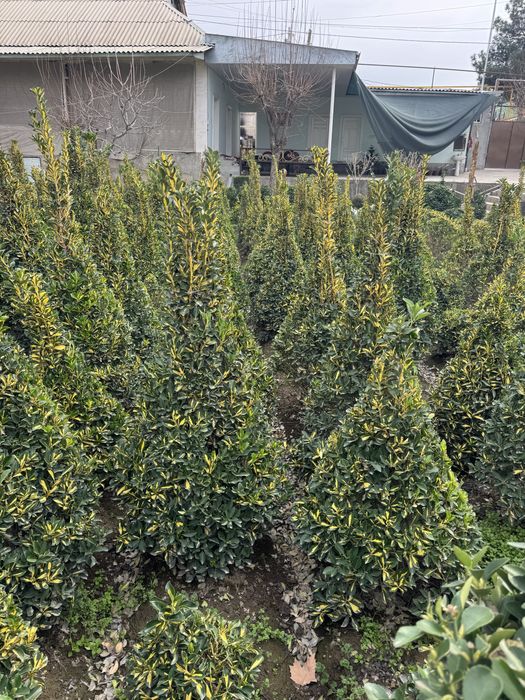 Archalar sotiladi limon apilsin mandarin