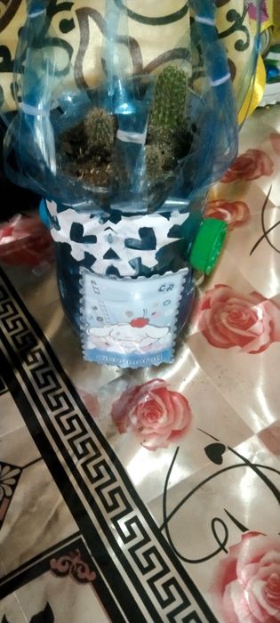 Продаётся кактусы