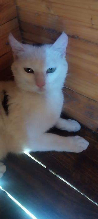 Donez motan în adopție