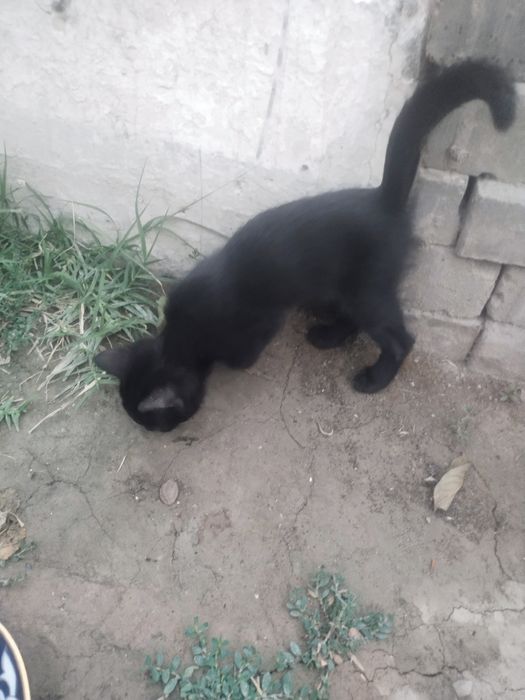 Кошка британская