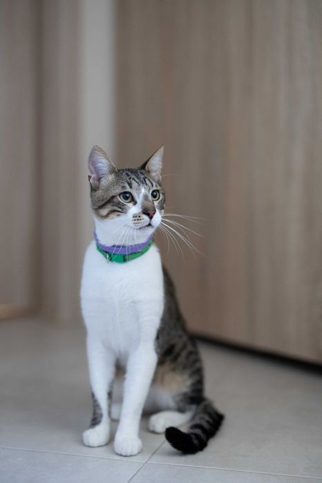 Котарак с магичен поглед търси грижовни стопани