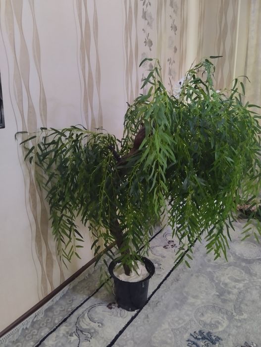 Мажнунтол искусственный