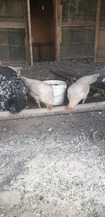 Леггорн изабелла