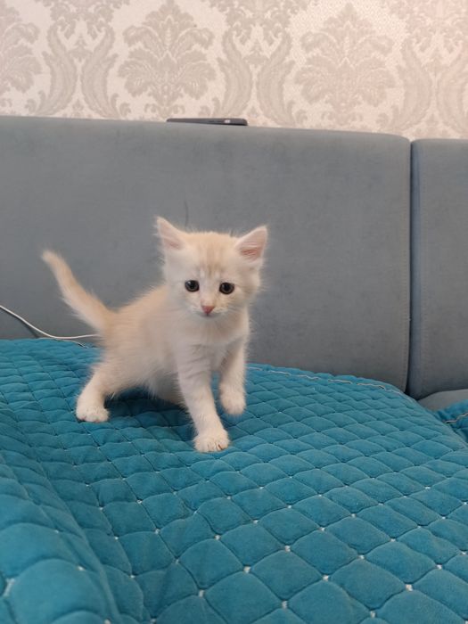 Отдам даром котенка
