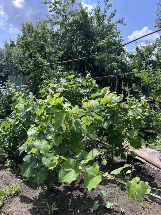 Продам дачу на берегу реки Деркул