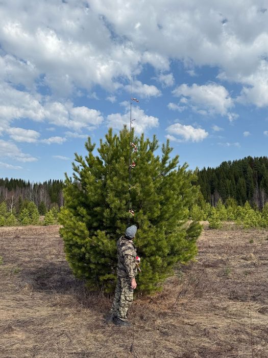 Крупномеры ели сосны саженцы