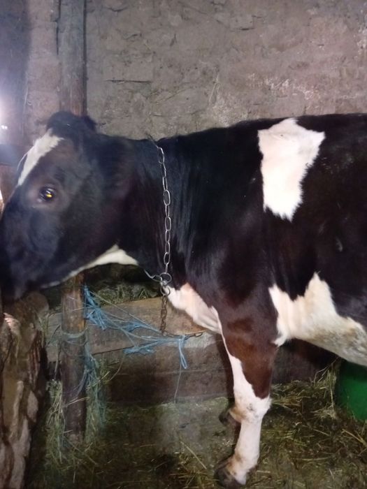 Продава се юничка