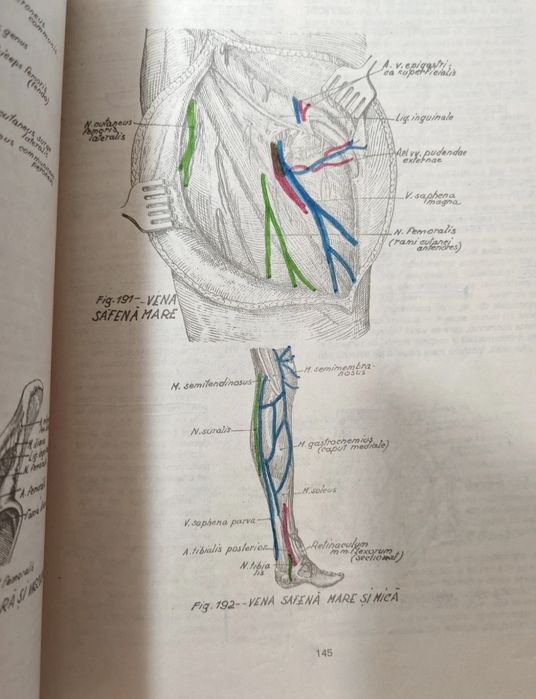 Carte medicina: Anatomia Omului (nr.2: Membrele )