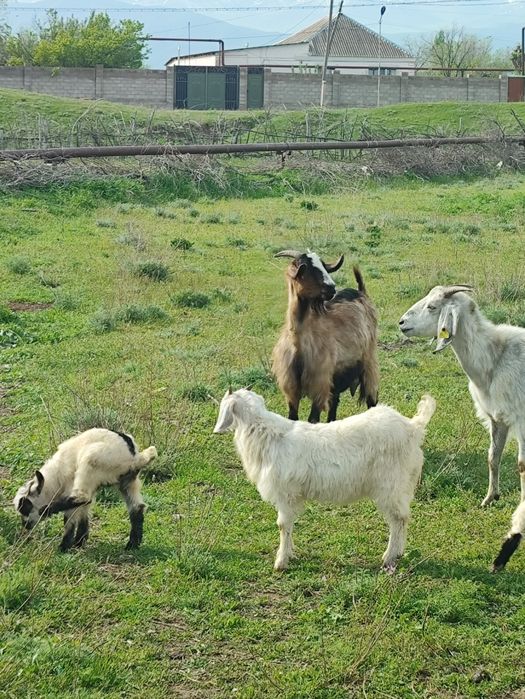 Асыл тұқымды ешкі,  егіз лағымен.