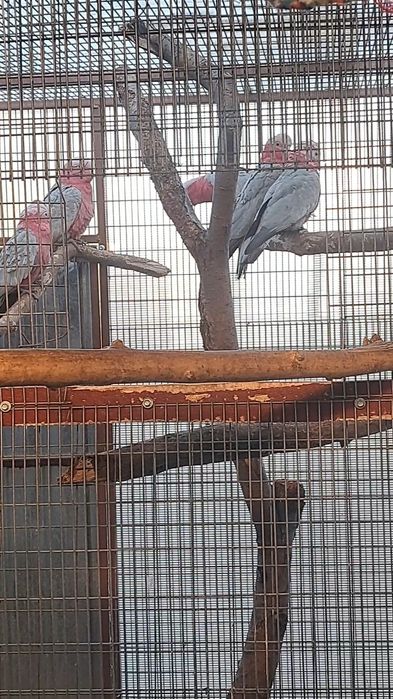 Păsări exotice și altele