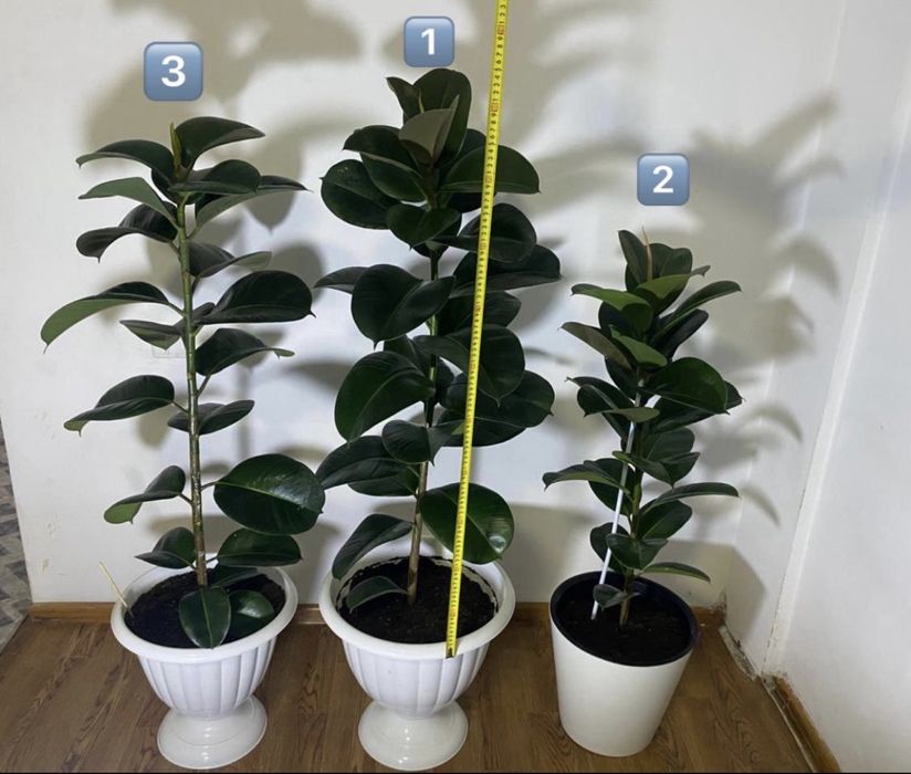 Фикус Робуста.