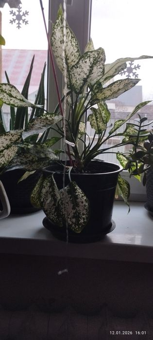 Аглаонема комнатное растение