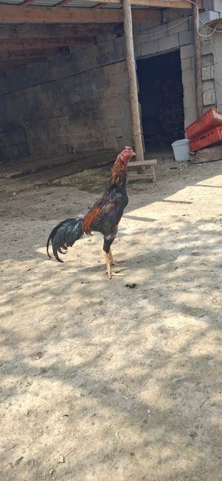 Дакан кораз дакан