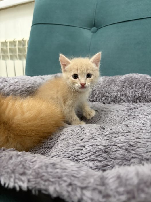 Котенок деврчка ищет дом