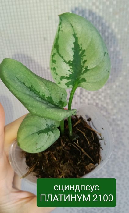 Филодендрон 8500тенге