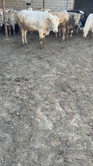 Қалыңдықтардың секс фото галереялары