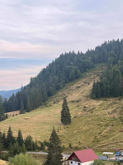 Teren de vânzare Arieseni
